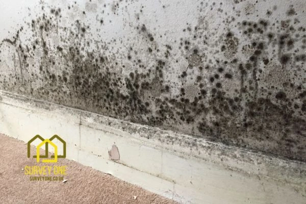 What’s the First Step to Take When You Notice Damp on a Party Wall Kingston upon Hull?